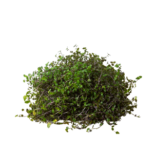 Calasia Repens