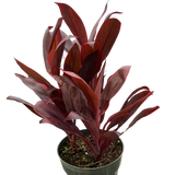 Cordyline 'Calypso Queen'