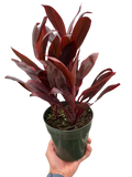 Cordyline 'Calypso Queen'