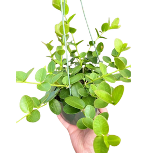 Hoya Cumingiana