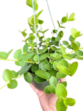 Hoya Cumingiana