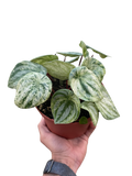 Peperomia 'Watermelon Variegated'