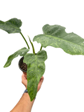 Philodendron 'Golden Dragon'