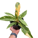 Philodendron Ring of Fire Variegated