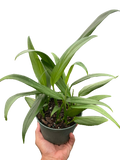 Pothos 'Silver Streak'