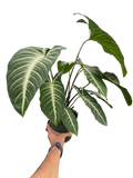 Xanthosoma 'Lendenii'