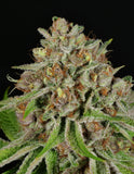 Mass Medical Strains Triangle Pupil