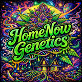 Home Now Genetics - Purple Pound Mints