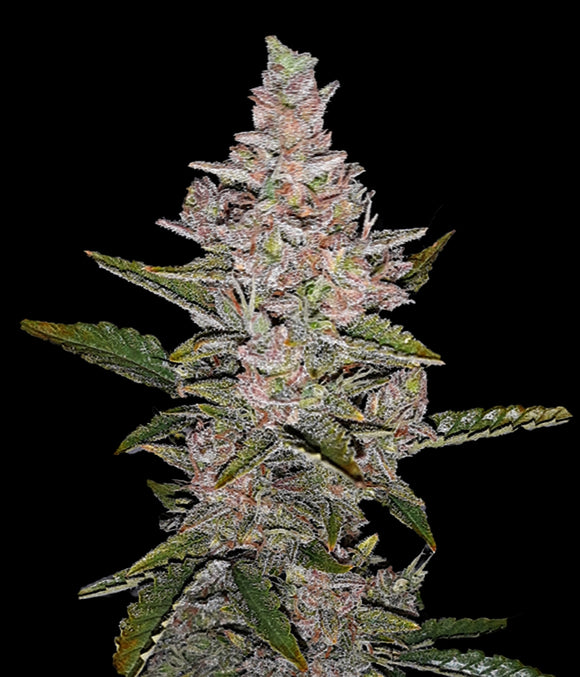 Sicario Clone