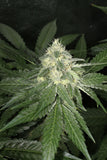 Mass Medical Strains Hindu Pupil