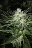 Mass Medical Strains Hindu Pupil