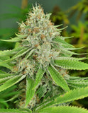 Mass Medical Strains Triangle Pupil