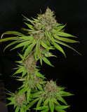 Mass Medical Strains Triangle Pupil