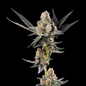 Ajo Blanco Clone