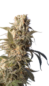 AK47 Clone