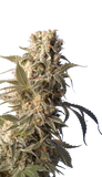 AK47 Clone