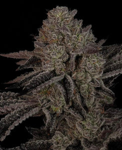Alpine Guava Clone