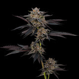 Amaretto Mints Clone