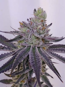 Blanco Clone