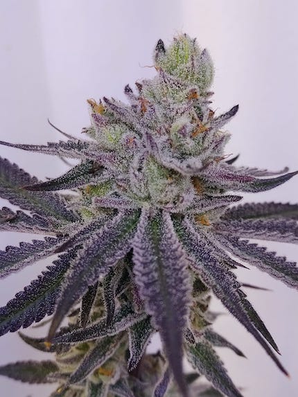 Blanco Clone