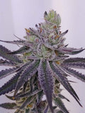 Blanco Clone