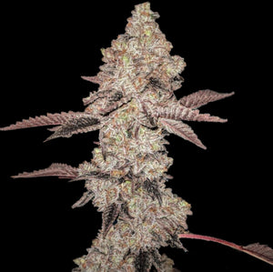 Animal Gelato Clone