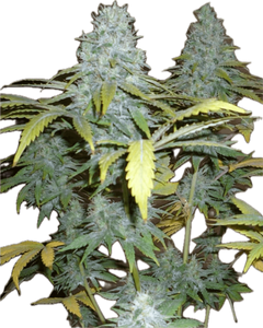 Apple Cobbler Clone