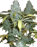 Apple Cobbler Clone