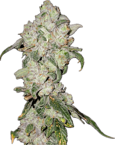 Apples & Oranges Clone