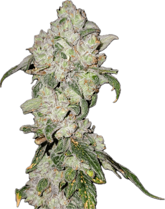 Apples & Oranges Clone