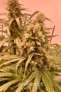 Apricot Scone Clone