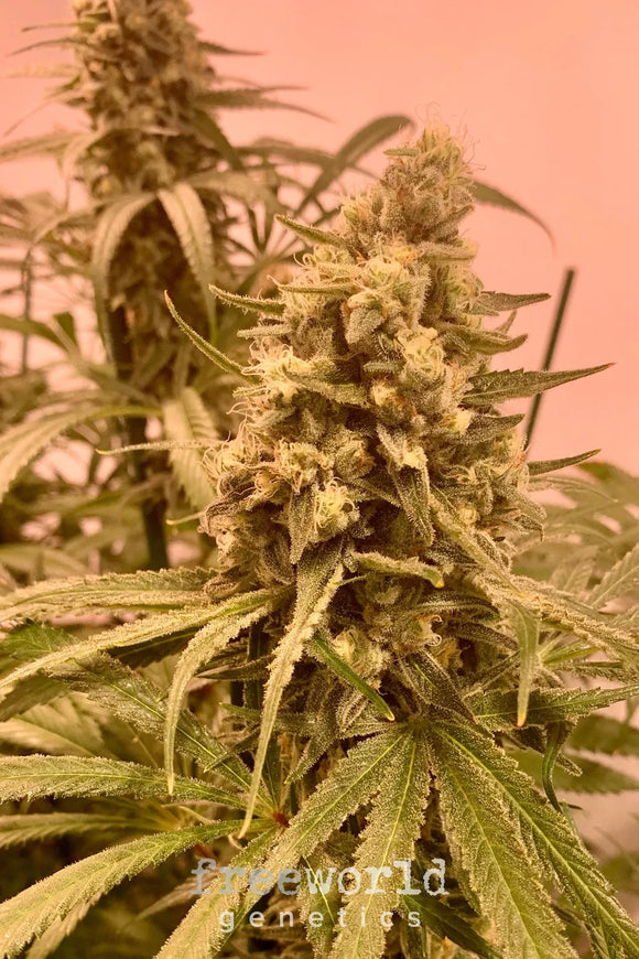 Apricot Scone Clone