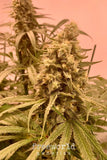 Apricot Scone Clone