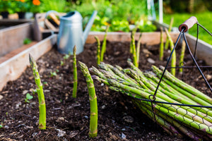 Mary Washington Asparagus Seed