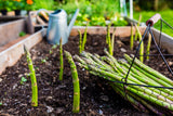 Mary Washington Asparagus Seed