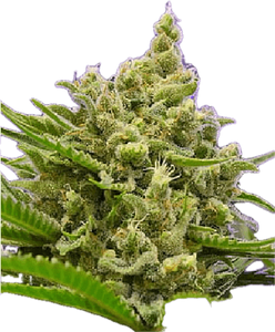 Athens Haze Clone