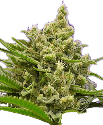 Athens Haze Clone