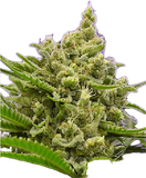 Athens Haze Clone