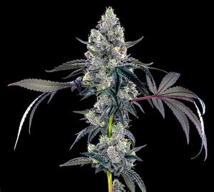 Black Bubblegum Horchata Clone
