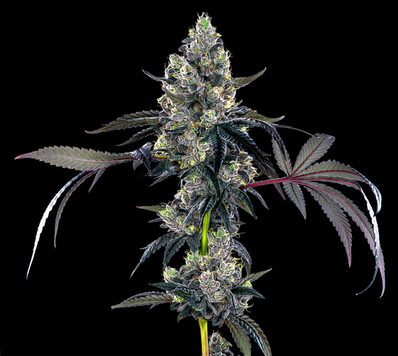 Black Bubblegum Clone