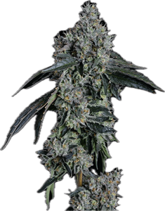 Baller Kush Clone