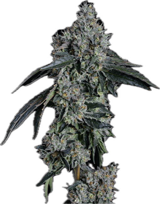 Baller Kush Clone