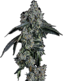 Baller Kush Clone