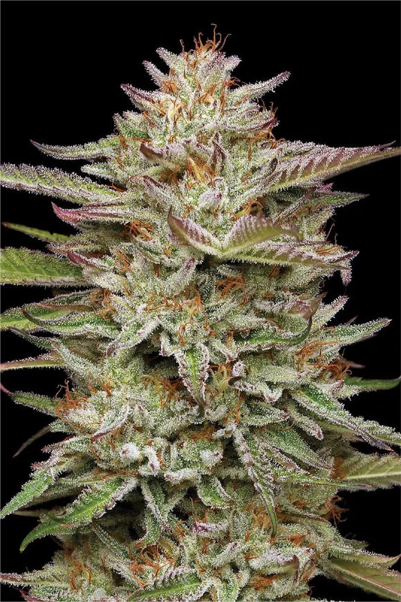 Banana OG Clone