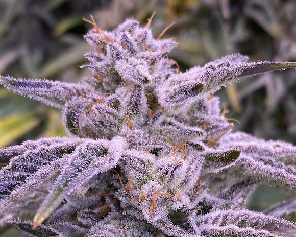 Banana Punch Clone