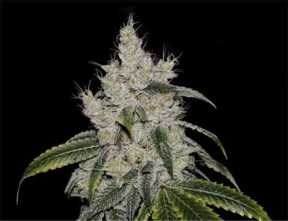 Banana Jelly Clone