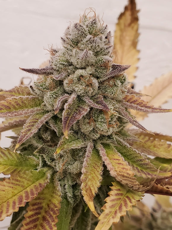 Biggie Runtz Clone