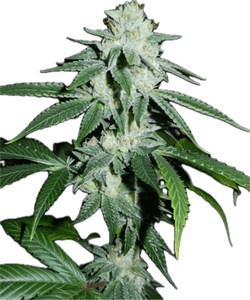 Biker Kush Clone