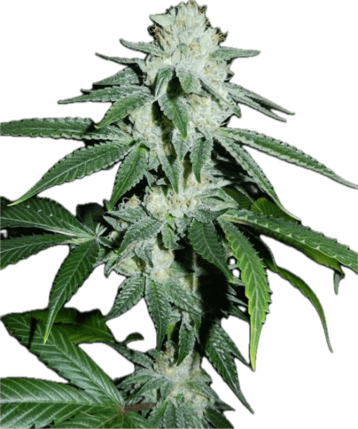 Biker Kush Clone
