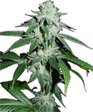 Biker Kush Clone